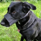 Павел Королёв