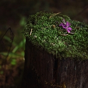 Фотограф Светлана Мазурова, Минск - фото 3