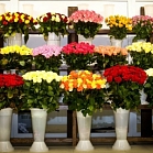 Юлия Цветаева